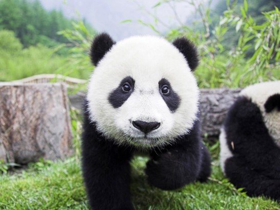 animals_wild_panda_cub_bear_background_picture-10